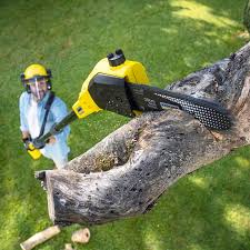 Best Palm Tree Trimming  in Cross Plains, TX