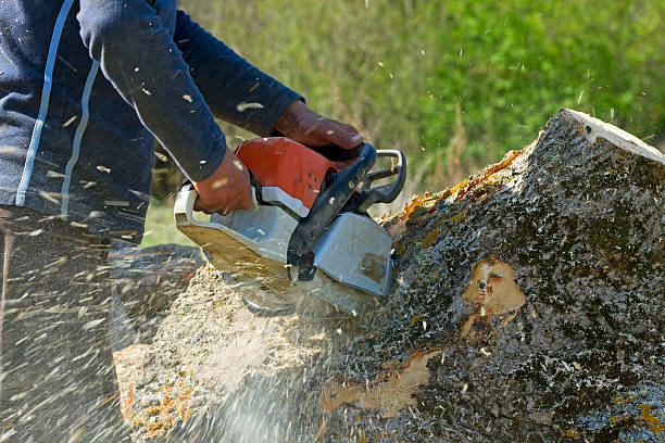 Best Emergency Tree Removal  in Cross Plains, TX