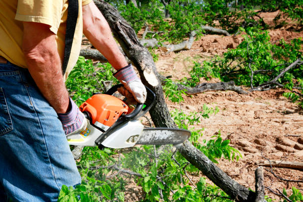 How Our Tree Care Process Works  in  Cross Plains, TX